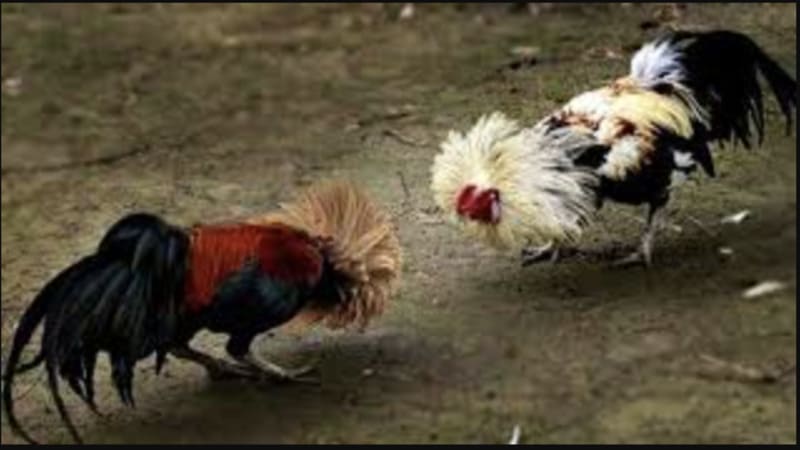 Giải mã sức hút của đá gà trực tuyến hiện nay