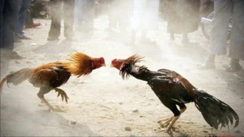 Các hình thức đá gà phổ biến tại Cổng Game Sunwin