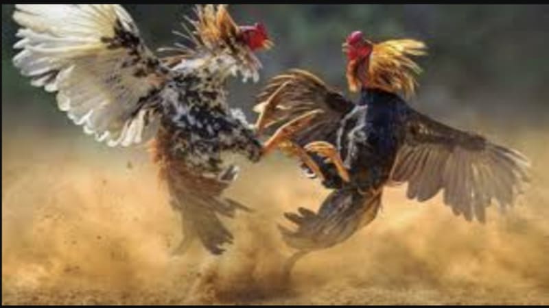 Kinh Nghiệm Chọn Chiến Kê chuẩn từ chuyên gia