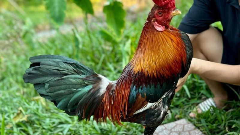 Bí Quyết Chăm Sóc Gà Đá Sung Mãn | Duy Trì Phong Độ Cao