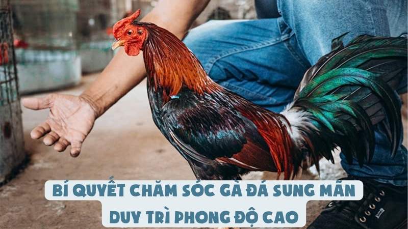 Bí Quyết Chăm Sóc Gà Đá Sung Mãn | Duy Trì Phong Độ Cao