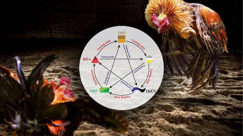 Bí Quyết Chọn Gà Đá Theo Màu Mạng Và Những Điều Thú Vị