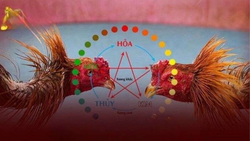 Bí Quyết Chọn Gà Đá Theo Màu Mạng Và Những Điều Thú Vị