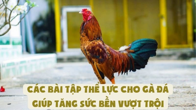 Các Bài Tập Thể Lực Cho Gà Đá Giúp Tăng Sức Bền Vượt Trội