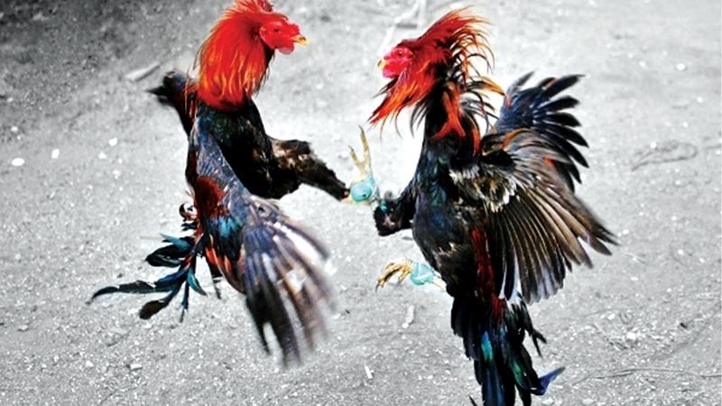 Các Dòng Gà Đá Nổi Tiếng Nhất Tạo Nên Các Huyền Thoại