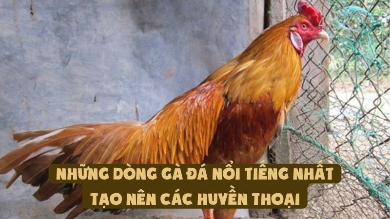 Các Dòng Gà Đá Nổi Tiếng Nhất Tạo Nên Các Huyền Thoại