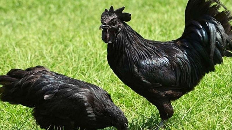 Các Giống Gà Đá Được Ưa Chuộng Hiện Nay | Đâu Là Số Một?