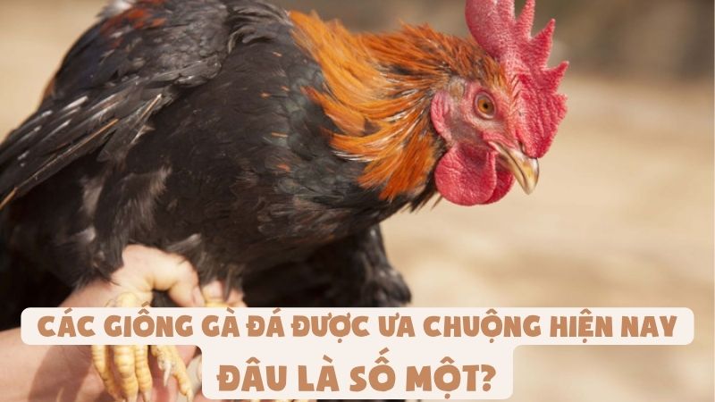Các Giống Gà Đá Được Ưa Chuộng Hiện Nay | Đâu Là Số Một?