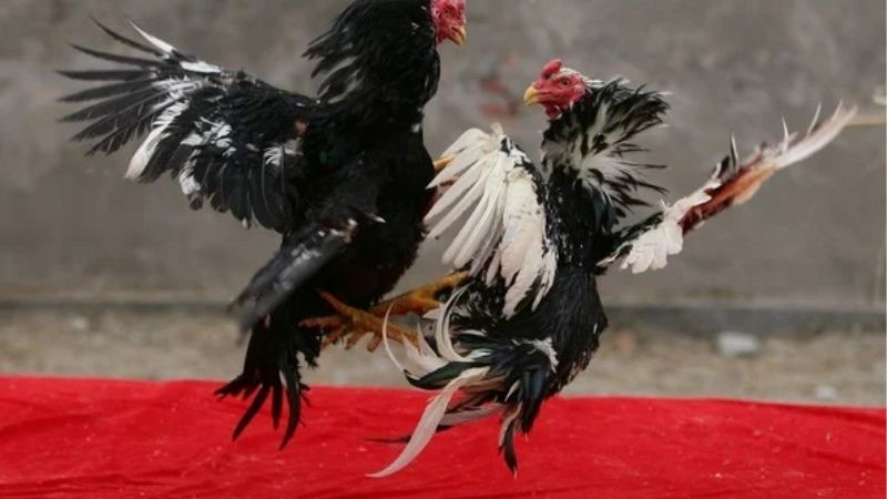 Bật Mí Cách Chọn Gà Đá Hay Và Chuẩn Nâng Cao Cơ Hội Thắng