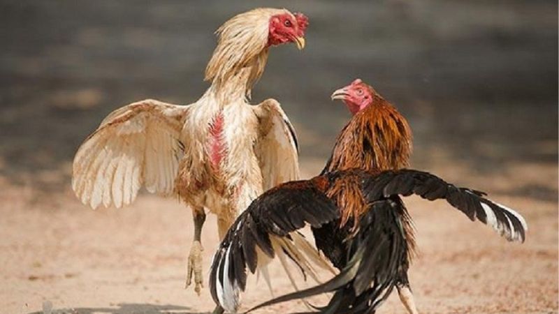 Bật Mí Cách Chọn Gà Đá Hay Và Chuẩn Nâng Cao Cơ Hội Thắng