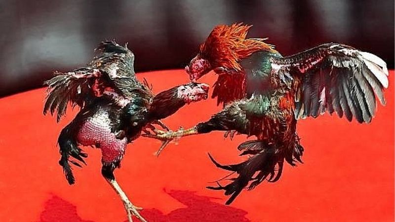 Bật Mí Cách Chọn Gà Đá Hay Và Chuẩn Nâng Cao Cơ Hội Thắng