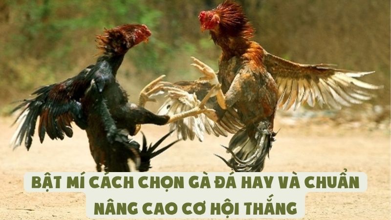 Bật Mí Cách Chọn Gà Đá Hay Và Chuẩn Nâng Cao Cơ Hội Thắng