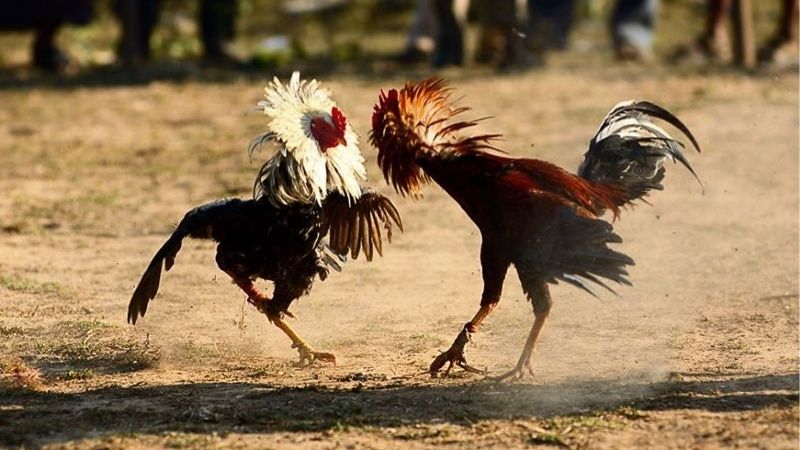 Cách Nhận Biết Gà Đá Có Tố Chất Chiến Kê Được Truyền Tai