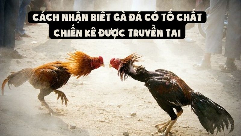Cách Nhận Biết Gà Đá Có Tố Chất Chiến Kê Được Truyền Tai