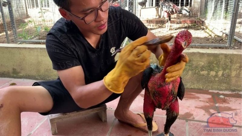 Khám Phá Cách Om Bóp Gà Đá Trước Trận Đấu Đúng Kỹ Thuật