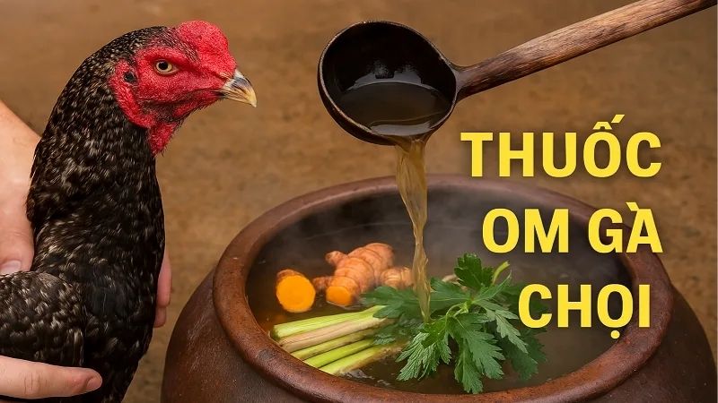 Khám Phá Cách Om Bóp Gà Đá Trước Trận Đấu Đúng Kỹ Thuật