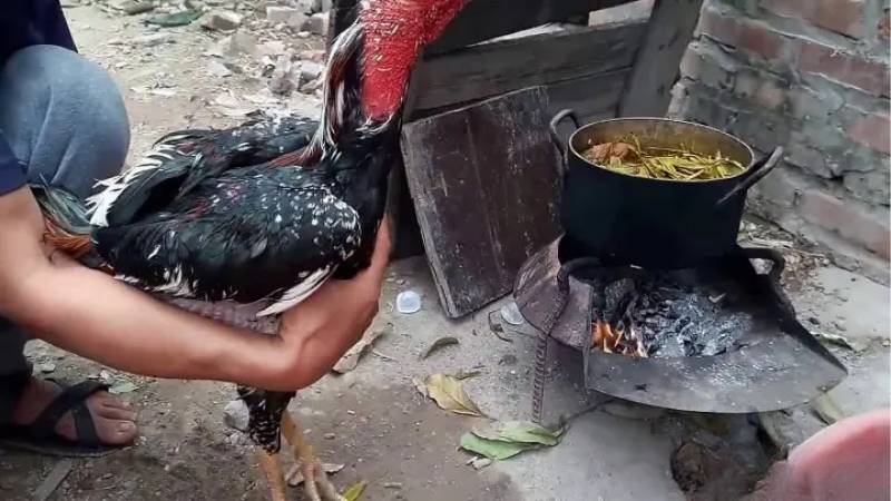 Khám Phá Cách Om Bóp Gà Đá Trước Trận Đấu Đúng Kỹ Thuật
