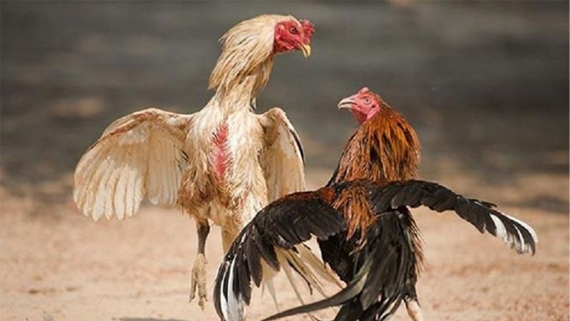 Khám Phá Cách Om Bóp Gà Đá Trước Trận Đấu Đúng Kỹ Thuật
