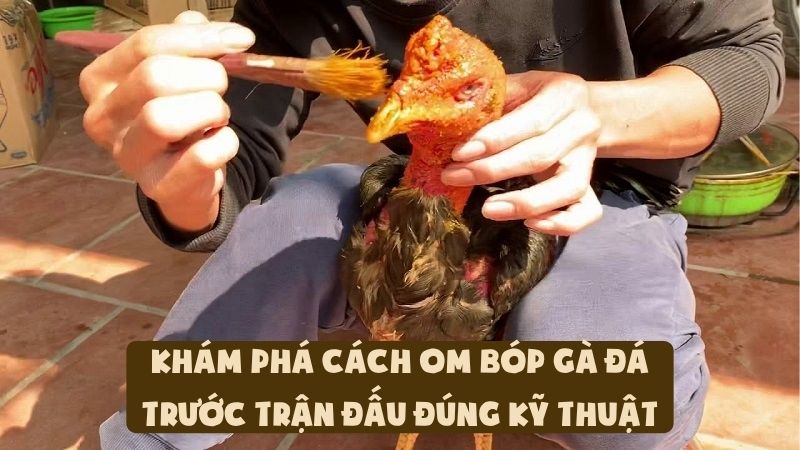 Khám Phá Cách Om Bóp Gà Đá Trước Trận Đấu Đúng Kỹ Thuật