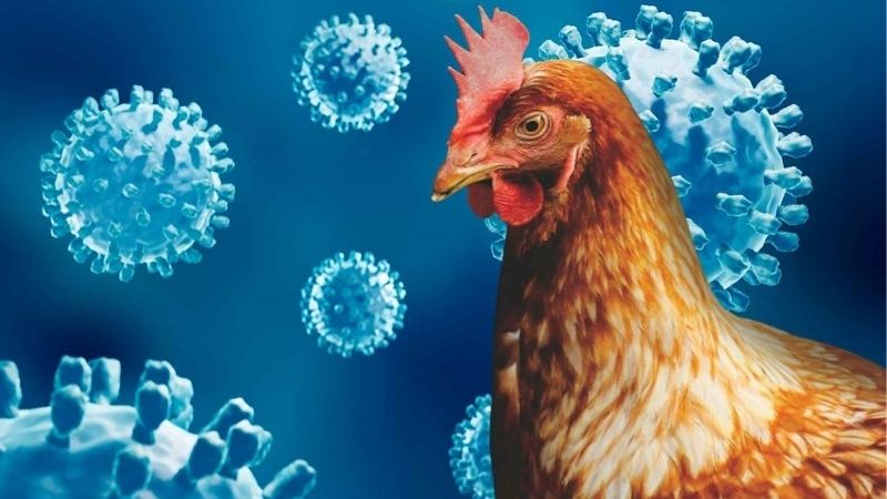 Cách Phòng Bệnh Thường Gặp Ở Gà Đá | Bí Kíp Từ Sư Kê Giỏi