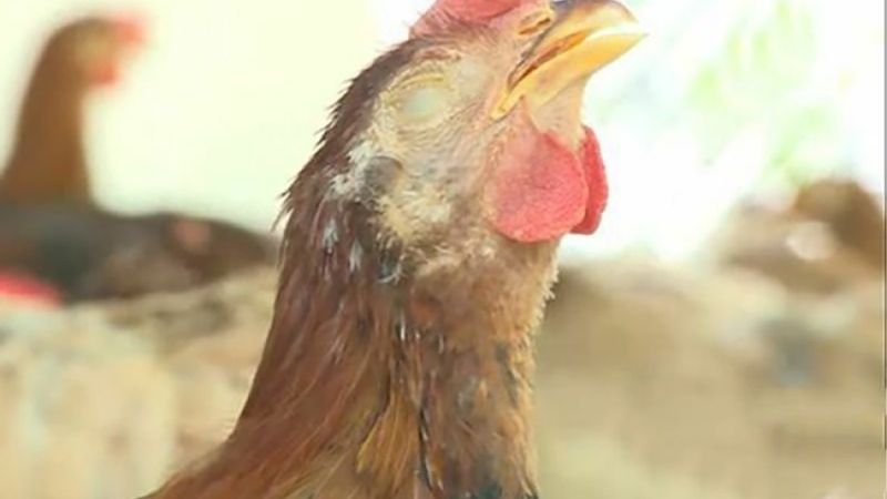 Cách Phòng Bệnh Thường Gặp Ở Gà Đá | Bí Kíp Từ Sư Kê Giỏi