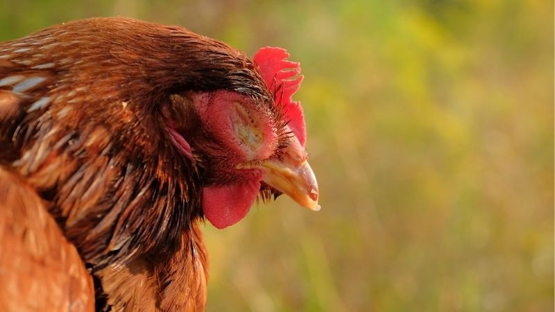 Cách Phòng Bệnh Thường Gặp Ở Gà Đá | Bí Kíp Từ Sư Kê Giỏi