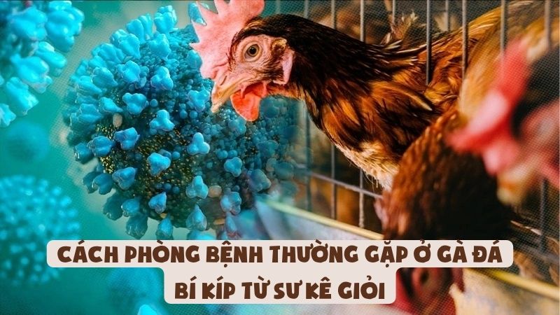 Cách Phòng Bệnh Thường Gặp Ở Gà Đá | Bí Kíp Từ Sư Kê Giỏi