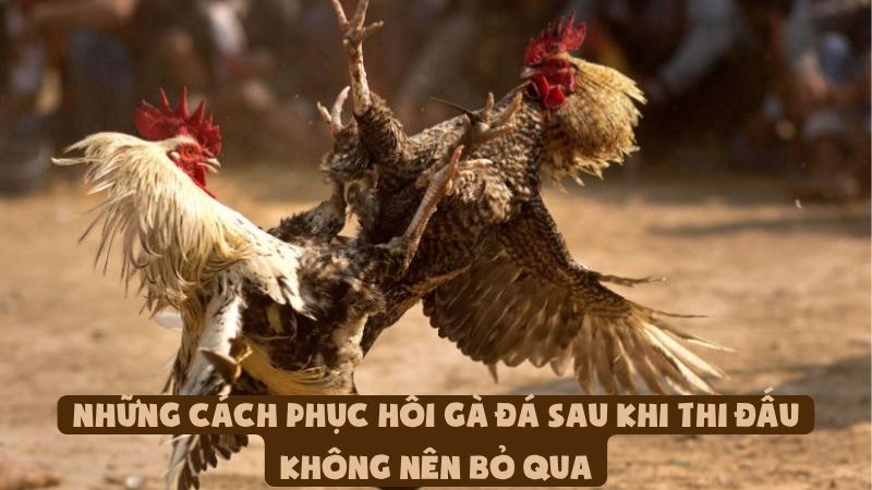 Những Cách Phục Hồi Gà Đá Sau Khi Thi Đấu Không Nên Bỏ Qua