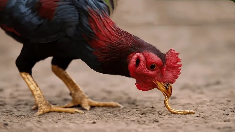Cách Tăng Lực Cho Gà Đá Nhanh Nhất Tạo Lợi Thế Thi Đấu