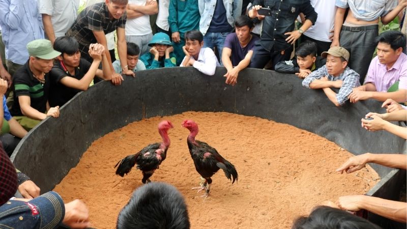 Cách Tăng Lực Cho Gà Đá Nhanh Nhất Tạo Lợi Thế Thi Đấu