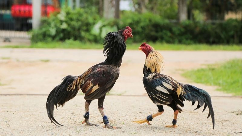 Cách Tăng Lực Cho Gà Đá Nhanh Nhất Tạo Lợi Thế Thi Đấu