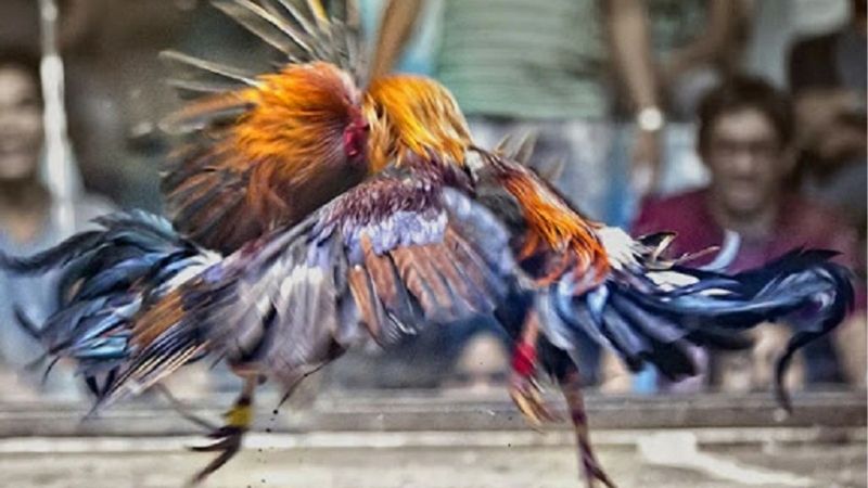 Cách Tăng Lực Cho Gà Đá Nhanh Nhất Tạo Lợi Thế Thi Đấu