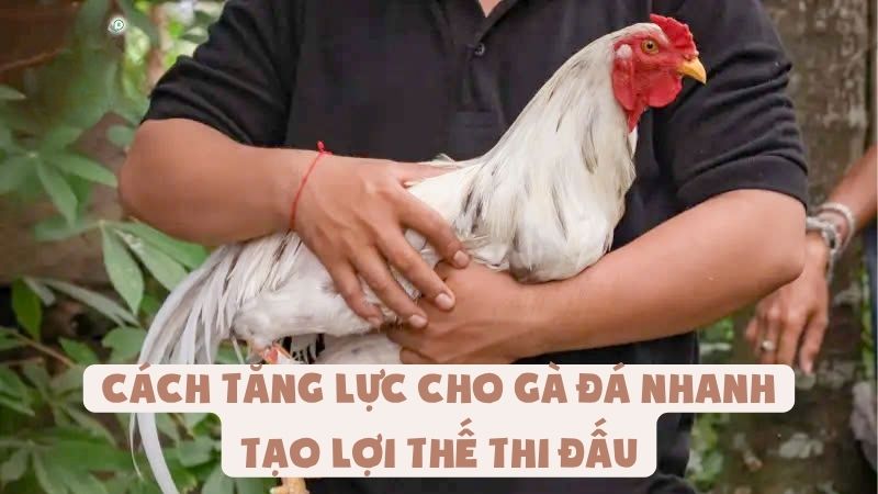 Cách Tăng Lực Cho Gà Đá Nhanh Nhất Tạo Lợi Thế Thi Đấu