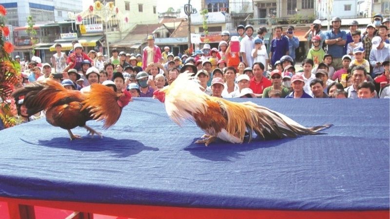 Cách Vào Pin Cho Gà Đá Đúng Kỹ Thuật | Duy Trì Phong Độ Cao