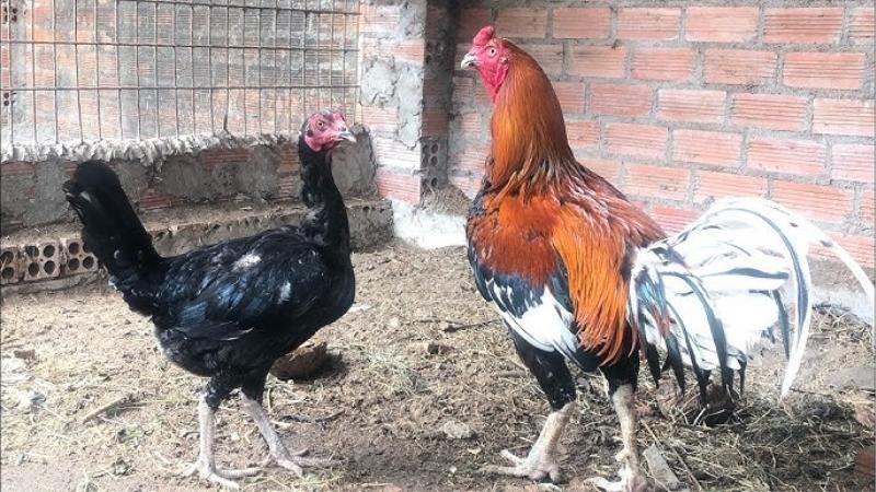 Cách Vào Pin Cho Gà Đá Đúng Kỹ Thuật | Duy Trì Phong Độ Cao