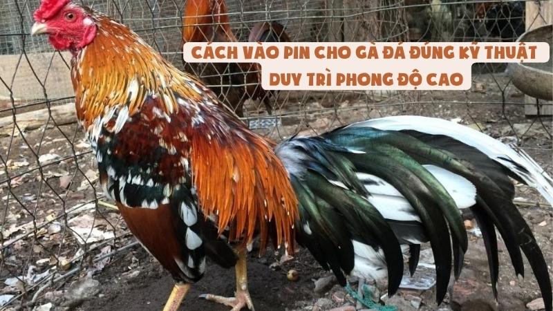 Cách Vào Pin Cho Gà Đá Đúng Kỹ Thuật | Duy Trì Phong Độ Cao