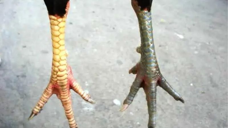 Cách Xem Chân Gà Đá Chuẩn Xác Nhất Từ Các Sư Kê Lão Luyện