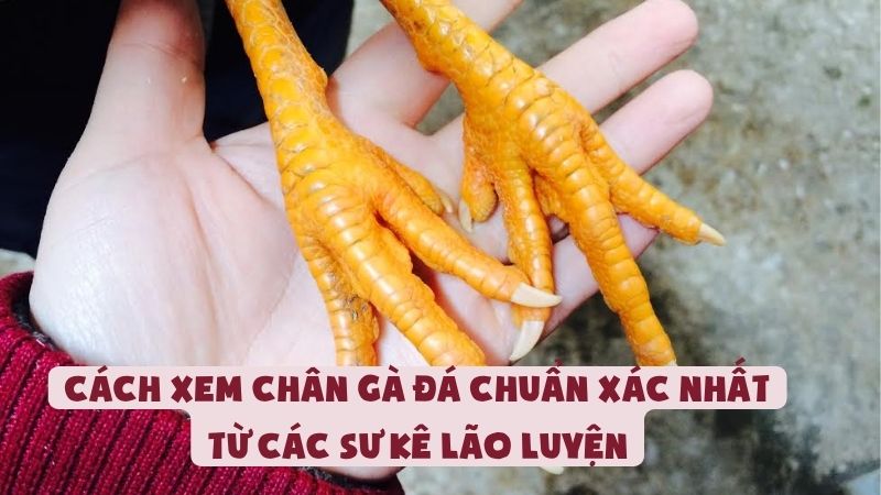 Cách Xem Chân Gà Đá Chuẩn Xác Nhất Từ Các Sư Kê Lão Luyện