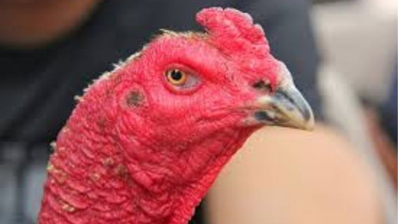Hé Lộ Cách Xem Tướng Gà Đá Chiến Qua Những Đặc Điểm Vàng