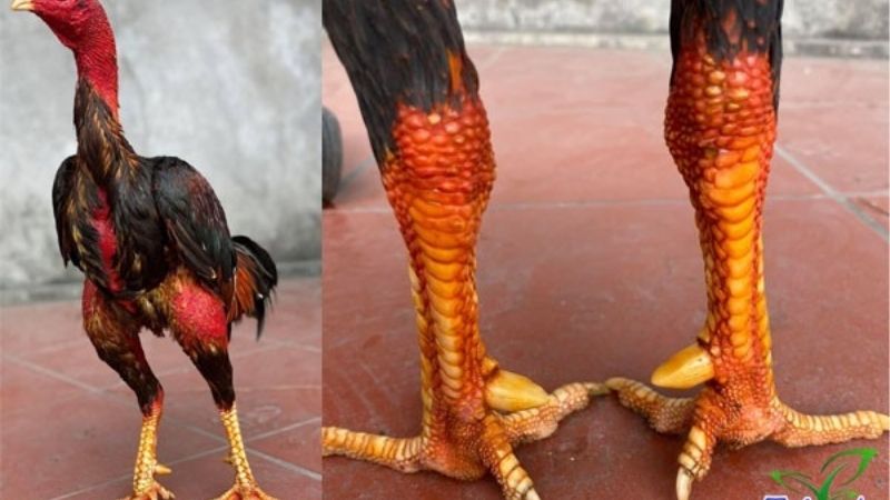 Hé Lộ Cách Xem Tướng Gà Đá Chiến Qua Những Đặc Điểm Vàng