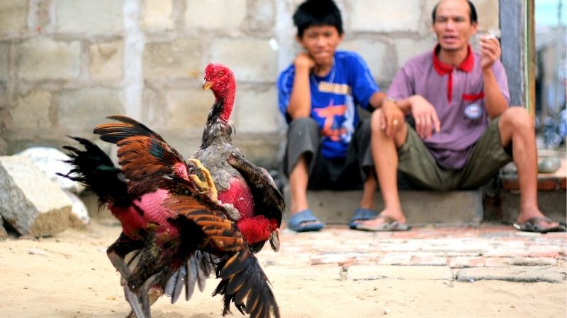 Hé Lộ Cách Xem Tướng Gà Đá Chiến Qua Những Đặc Điểm Vàng