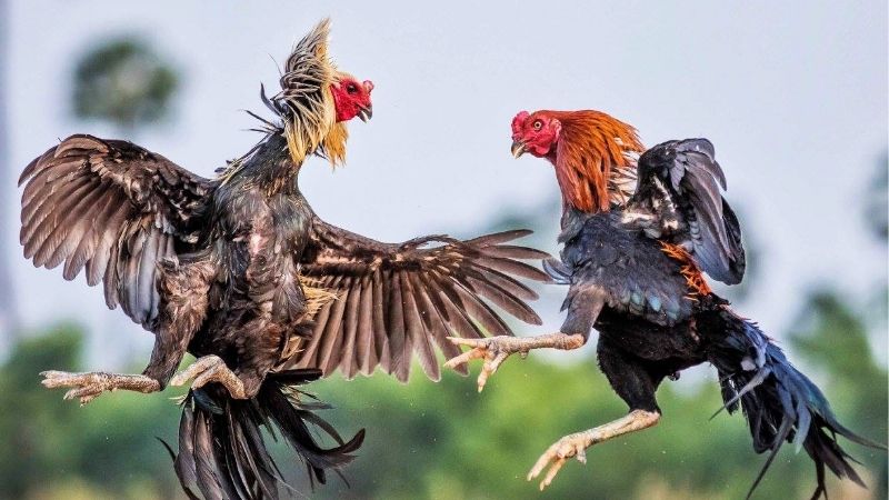 Hé Lộ Cách Xem Tướng Gà Đá Chiến Qua Những Đặc Điểm Vàng