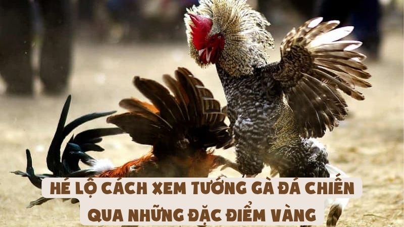 Hé Lộ Cách Xem Tướng Gà Đá Chiến Qua Những Đặc Điểm Vàng