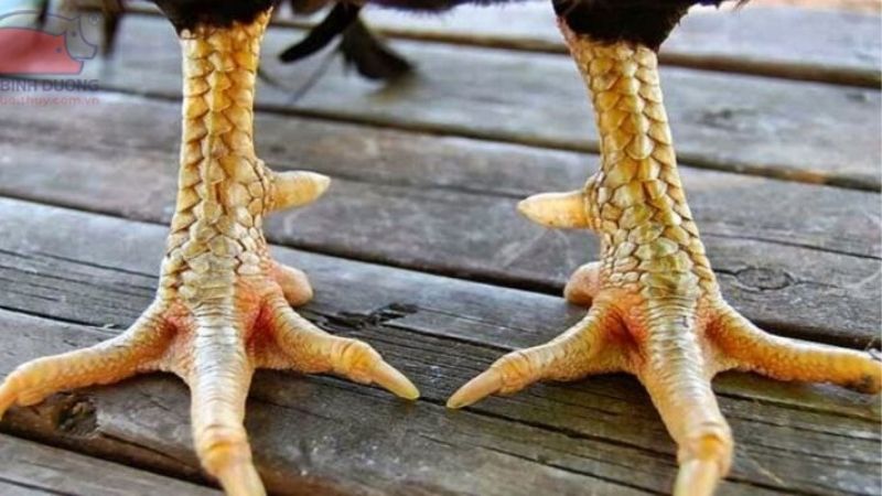 Giải Mã Cách Xem Vảy Gà Đá Linh Kê Từ Góc Nhìn Thực Chiến