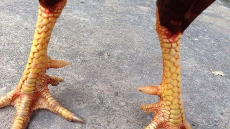 Giải Mã Cách Xem Vảy Gà Đá Linh Kê Từ Góc Nhìn Thực Chiến