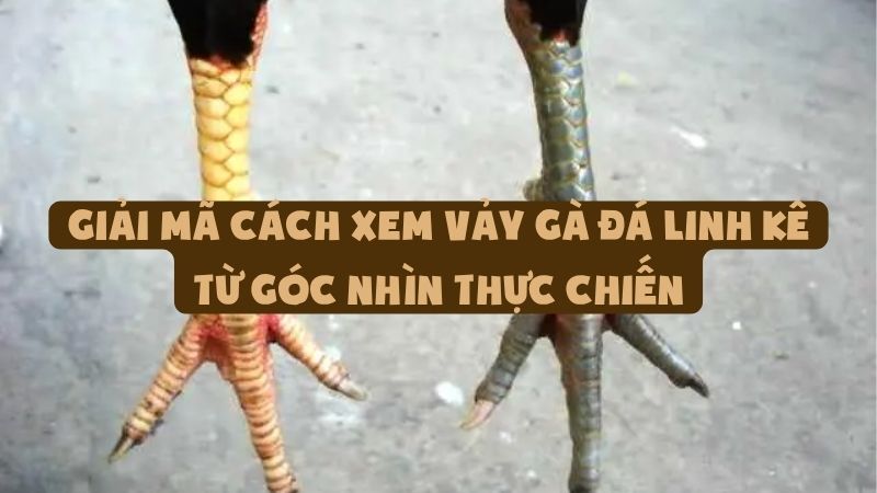 Giải Mã Cách Xem Vảy Gà Đá Linh Kê Từ Góc Nhìn Thực Chiến