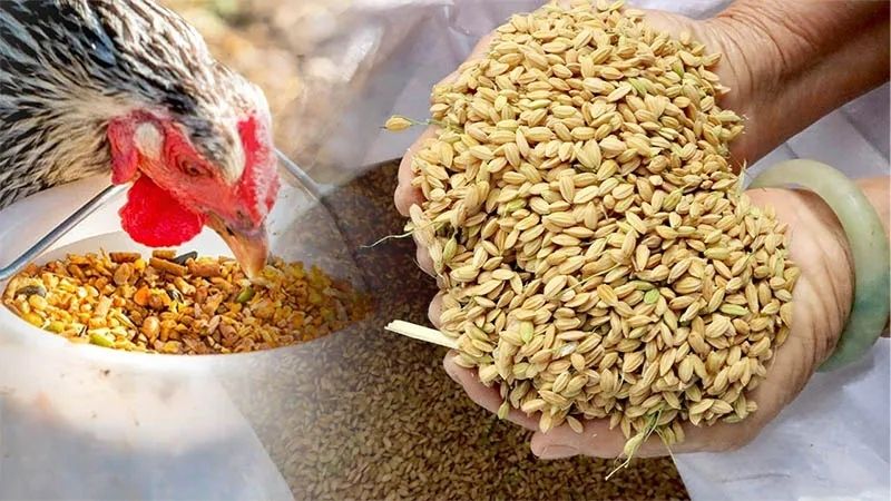 Chế Độ Ăn Cho Gà Đá Cựa Sắt Khiến Nhiều Sư Kê Quan Tâm