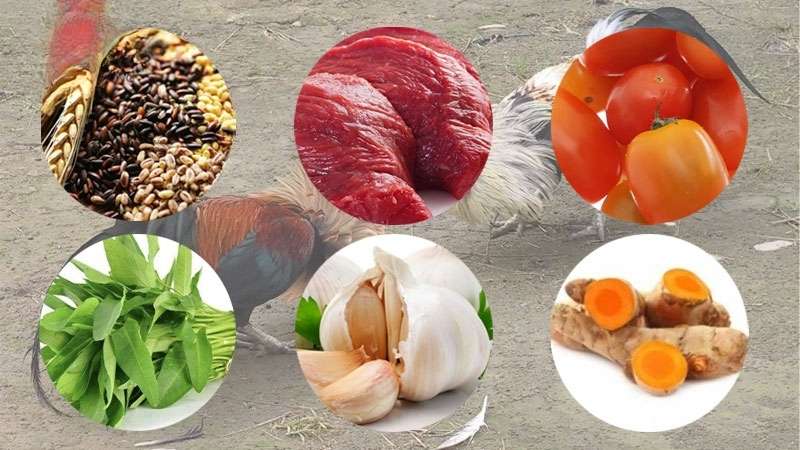 Chế Độ Ăn Cho Gà Đá Cựa Sắt Khiến Nhiều Sư Kê Quan Tâm
