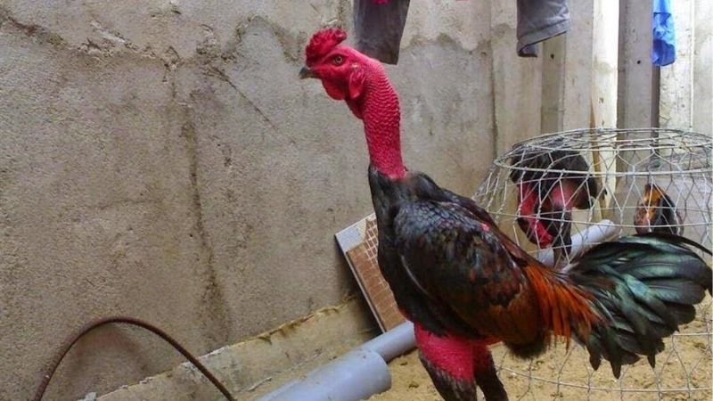 Chế Độ Ăn Cho Gà Đá Cựa Sắt Khiến Nhiều Sư Kê Quan Tâm