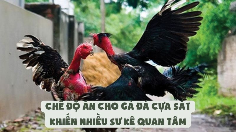 Chế Độ Ăn Cho Gà Đá Cựa Sắt Khiến Nhiều Sư Kê Quan Tâm